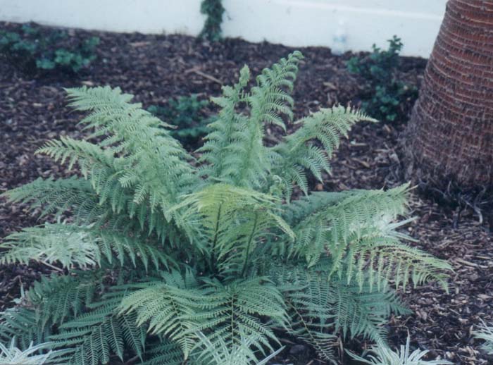 Plant photo of: Dicksonia antarctica