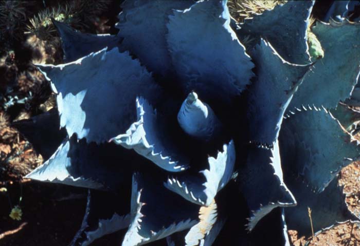 Plant photo of: Agave colorata