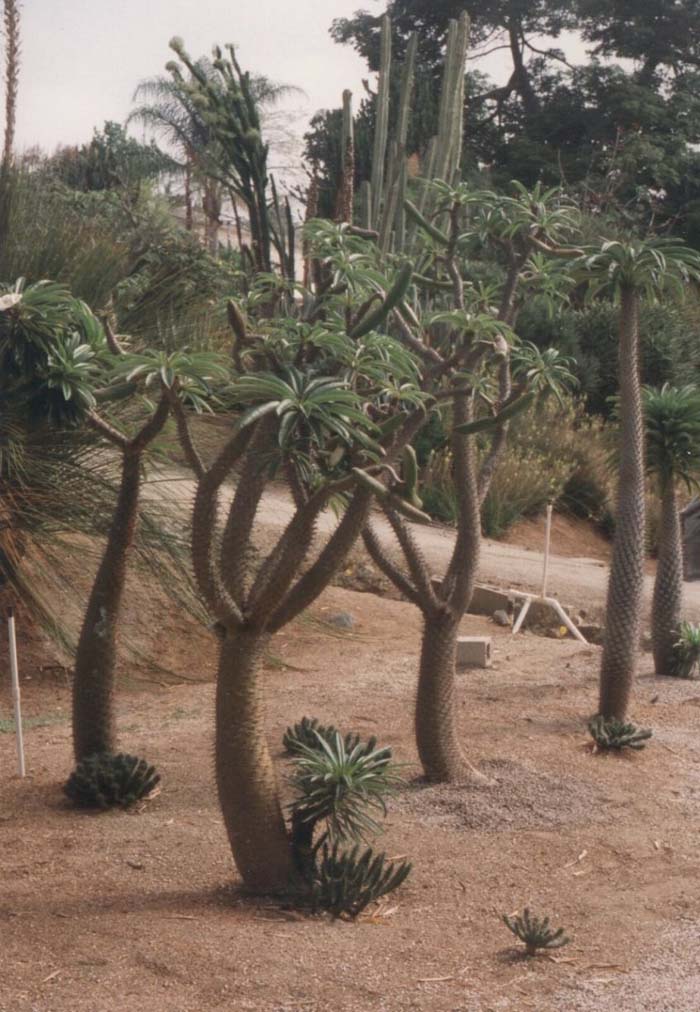 Plant photo of: Pachypodium lamieri