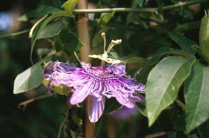 Plant photo of: Passiflora alatocaerulea