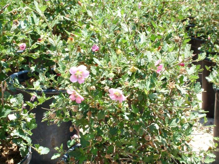 Plant photo of: Anisodontea x hypomandarum