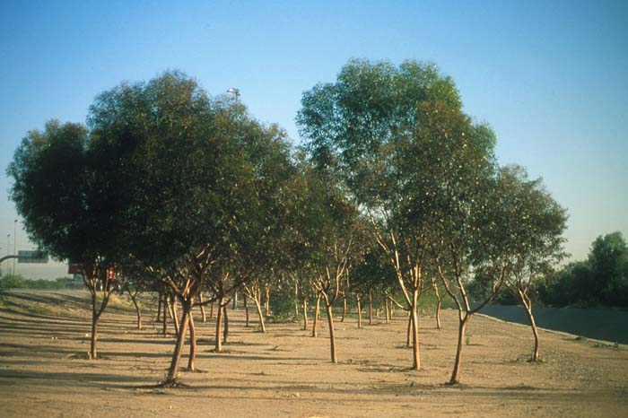 Plant photo of: Eucalyptus salubris