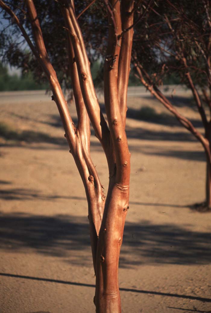 Plant photo of: Eucalyptus salubris