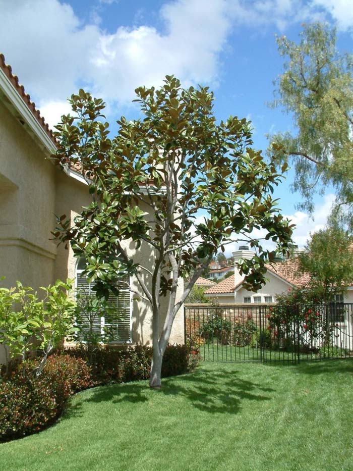 Plant photo of: Magnolia grandiflora