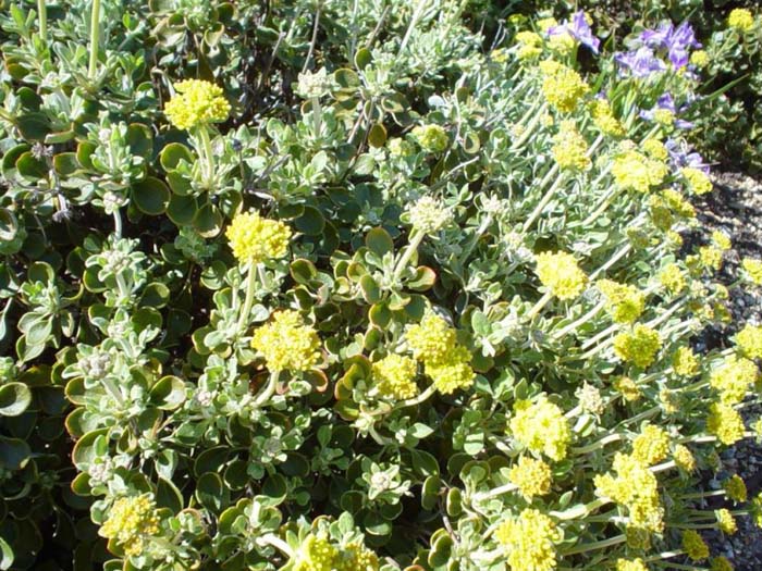 Plant photo of: Eriogonum umbellatum
