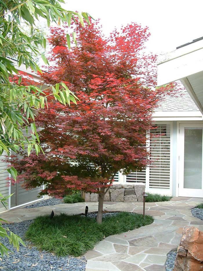 Plant photo of: Acer palmatum 'Bloodgood'