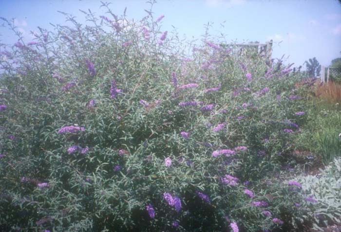 Plant photo of: Buddleia davidii var. Nanhoensis