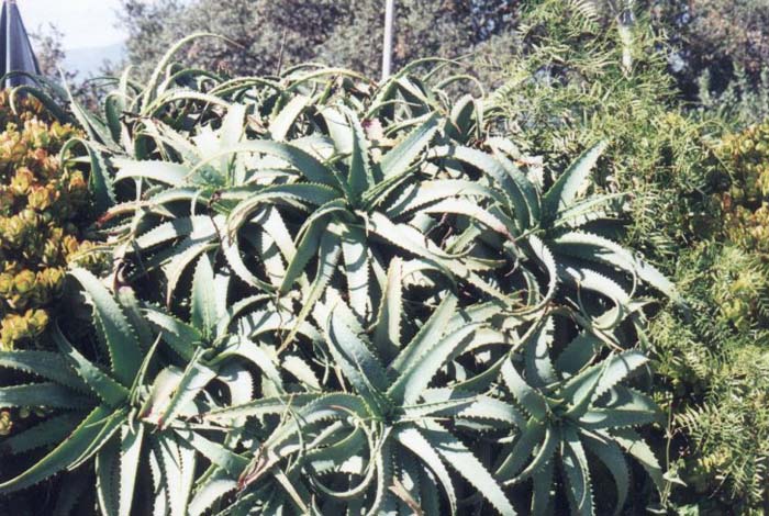 Plant photo of: Aloe arborescens