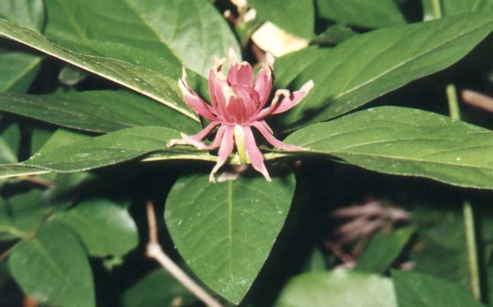 Plant photo of: Calycanthus occidentalis