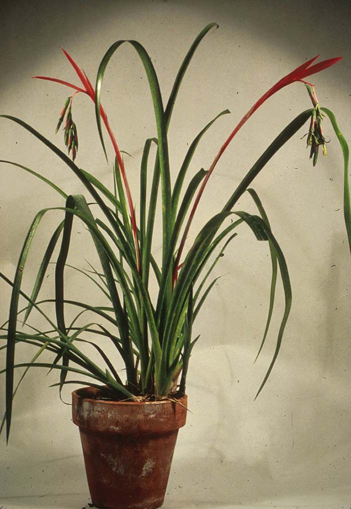 Plant photo of: Billbergia nutans