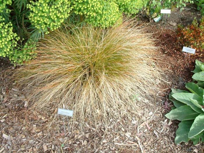 Plant photo of: Carex testacea