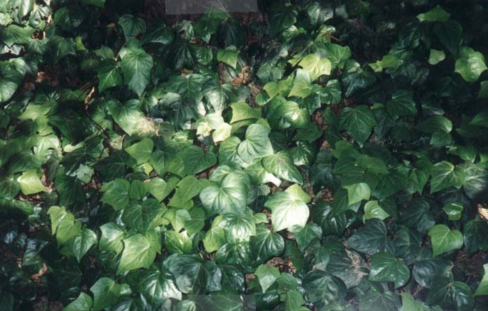 Plant photo of: Hedera helix