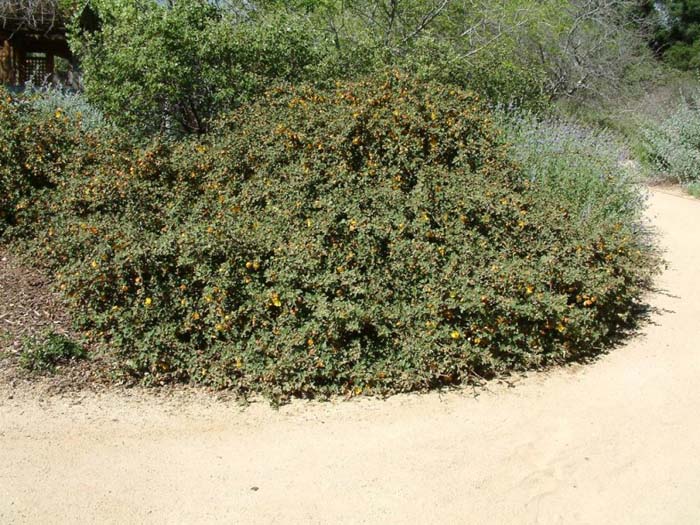 Plant photo of: Fremontodendron decumbens hybrid