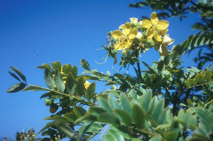 Plant photo of: Cassia leptophylla