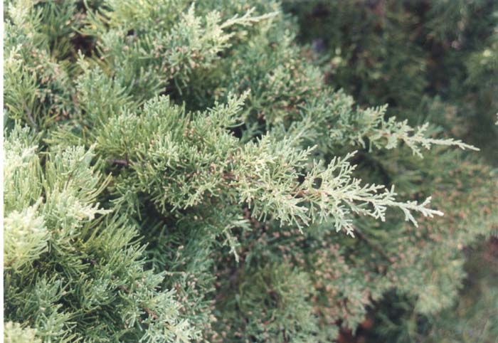 Plant photo of: Juniperus chinensis 'Pfitzerana'