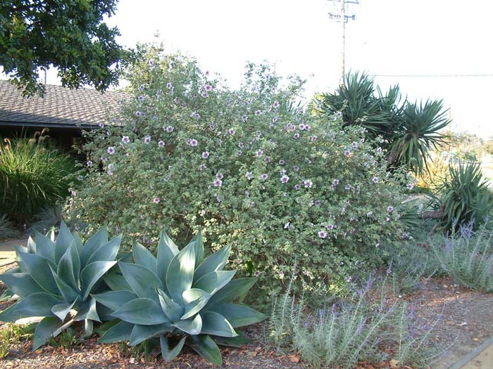 Plant photo of: Lavatara bicolor