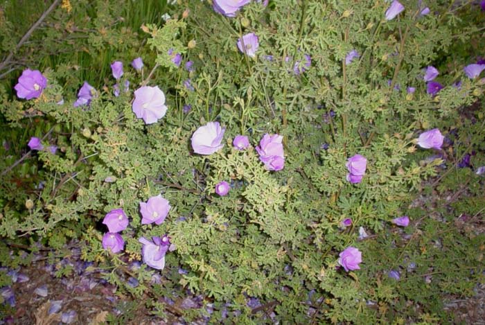 Plant photo of: Alyogyne huegelli Purple Delight TM