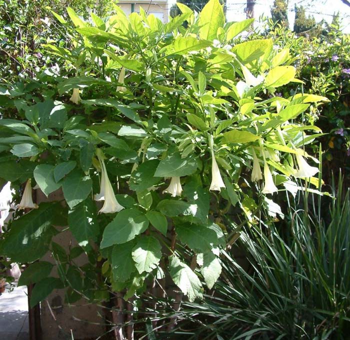 Plant photo of: Brugmansia can. 'Charles Grimaldi'