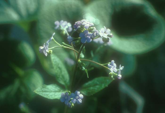 Plant photo of: Brunnera macrophylla