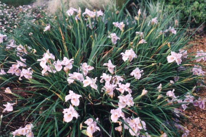 Plant photo of: Iris Pacific Coast Hybrid