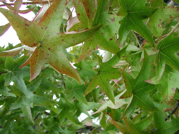 Plant photo of: Liquidambar styraciflua