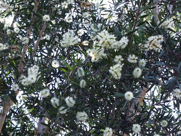Plant photo of: Melaleuca quinquenervia