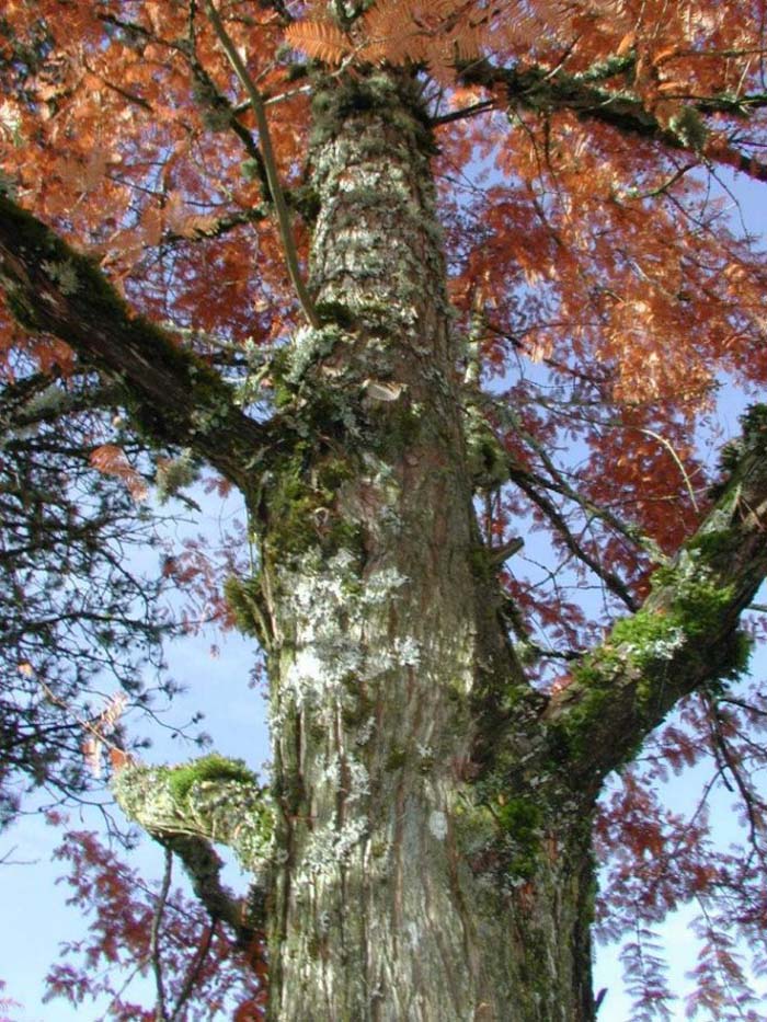 Plant photo of: Metasequoia glyprostroboides