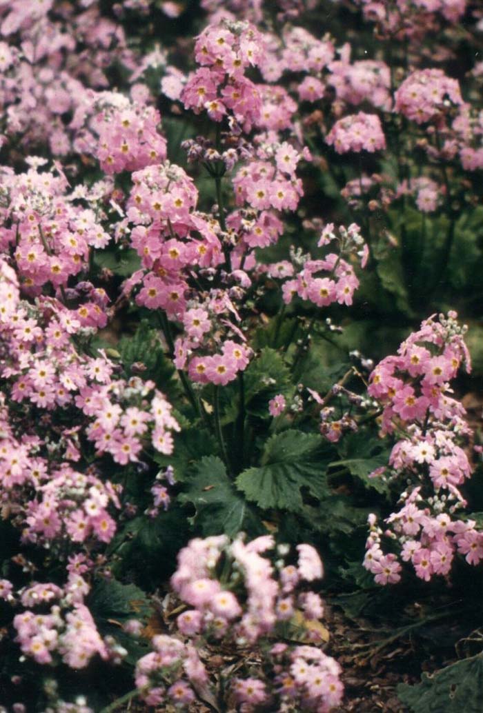 Plant photo of: Primula malacoides