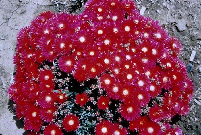 Plant photo of: Mesembryanthemum crystallinum