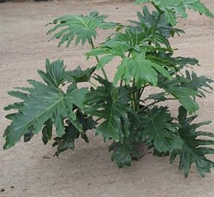 Plant photo of: Philodendron selloum