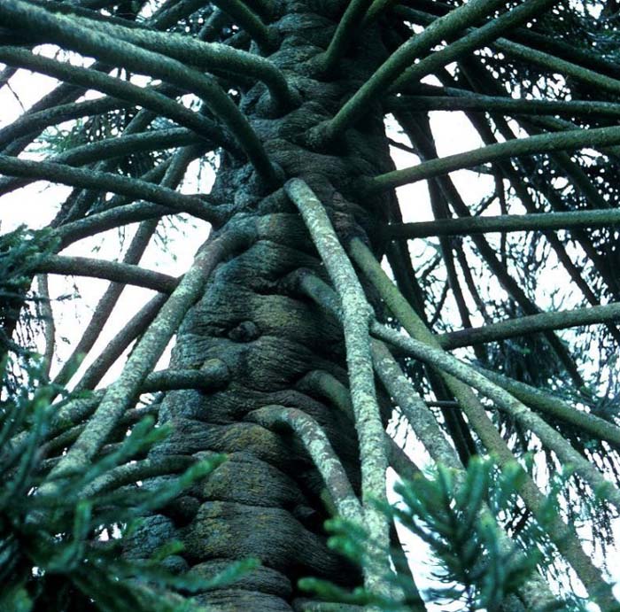 Plant photo of: Araucaria bidwillii