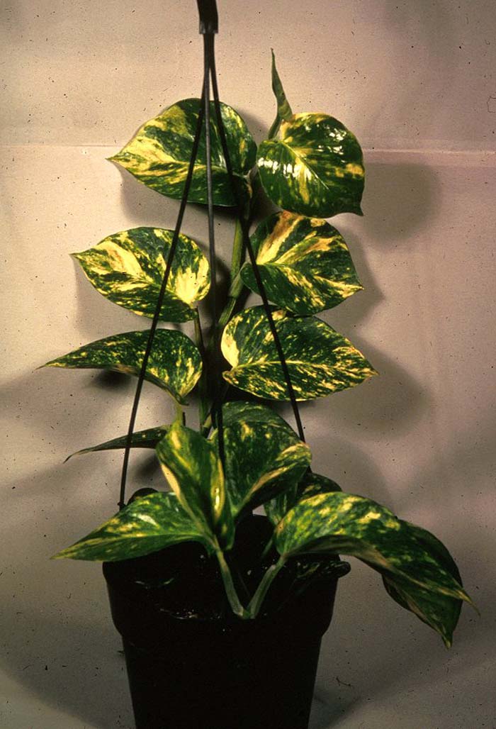 Plant photo of: Epipremnum aureum