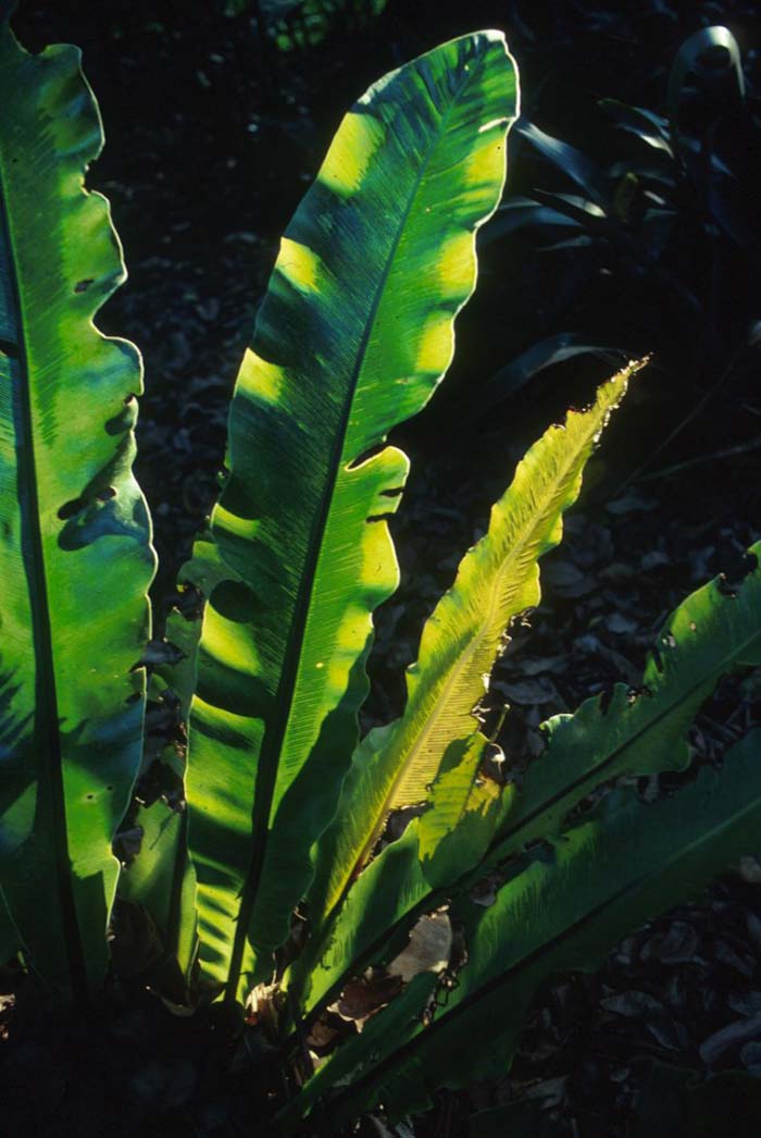 Plant photo of: Asplenium nidus