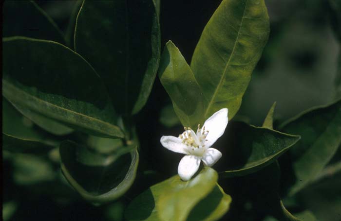 Plant photo of: Citrus sinensis