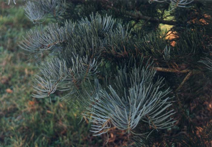 Plant photo of: Abies concolor