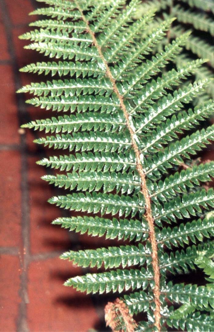 Plant photo of: Polystichum setuosum