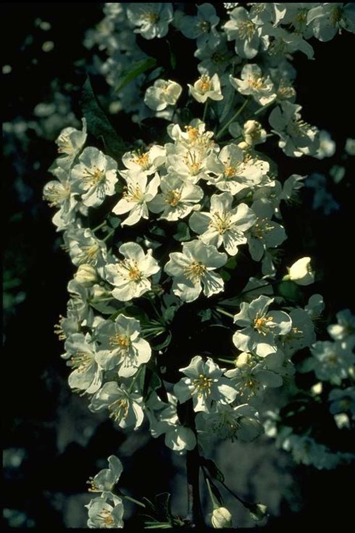Plant photo of: Malus sargentii