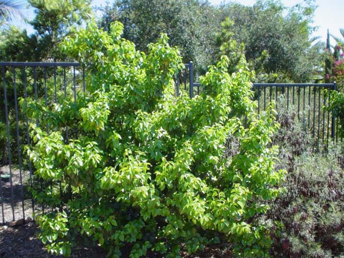 Plant photo of: Prunus lyonii