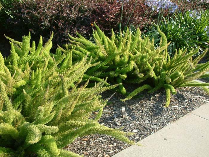 Plant photo of: Asparagus densiflorus 'Meyers'