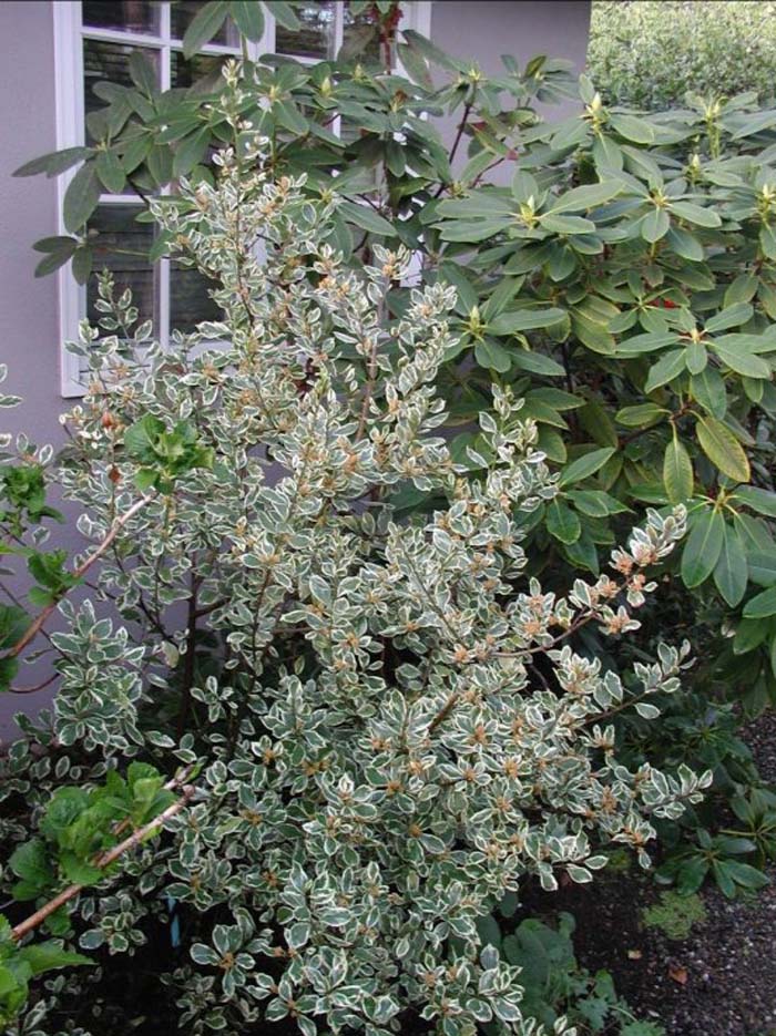Plant photo of: Rhamnus alaternus variegata