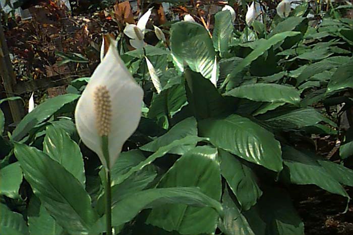 Plant photo of: Spathiphyllum species