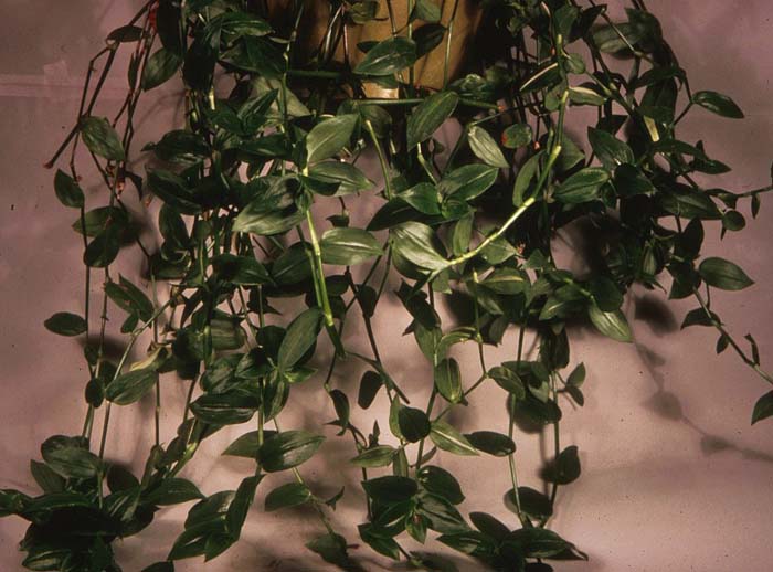 Plant photo of: Tradescantia fluminensis