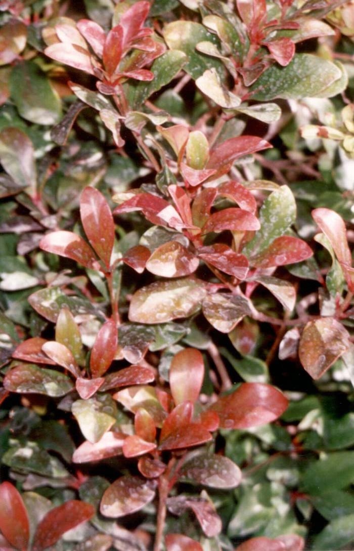 Plant photo of: Ternstroemia gymnanthera