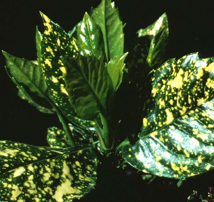 Plant photo of: Aucuba japonica 'Variegata'