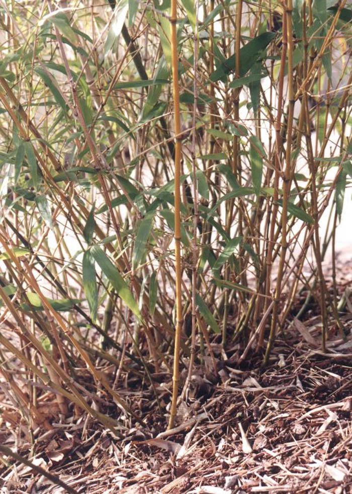 Plant photo of: Phyllostachys aurea