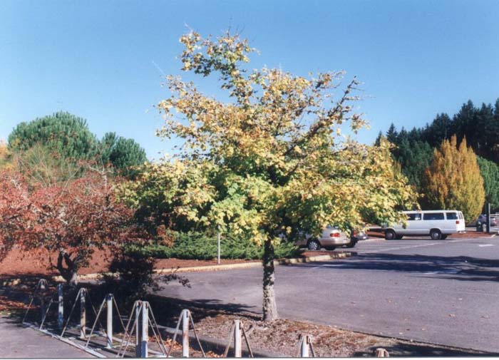 Plant photo of: Acer campestre
