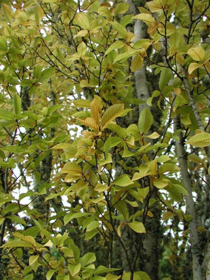 Plant photo of: Carpinus betulus 'Fastigiata'