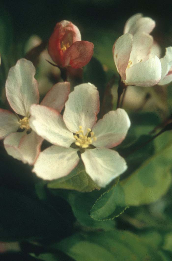 Plant photo of: Malus 'Arnoldiana'