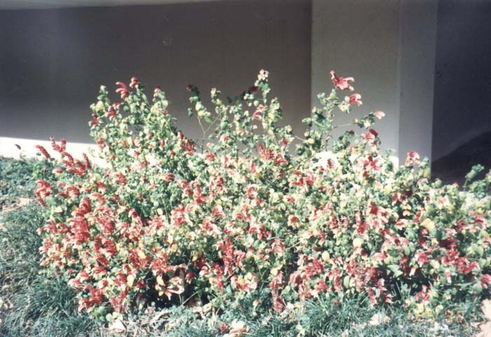 Plant photo of: Justicia brandegeana