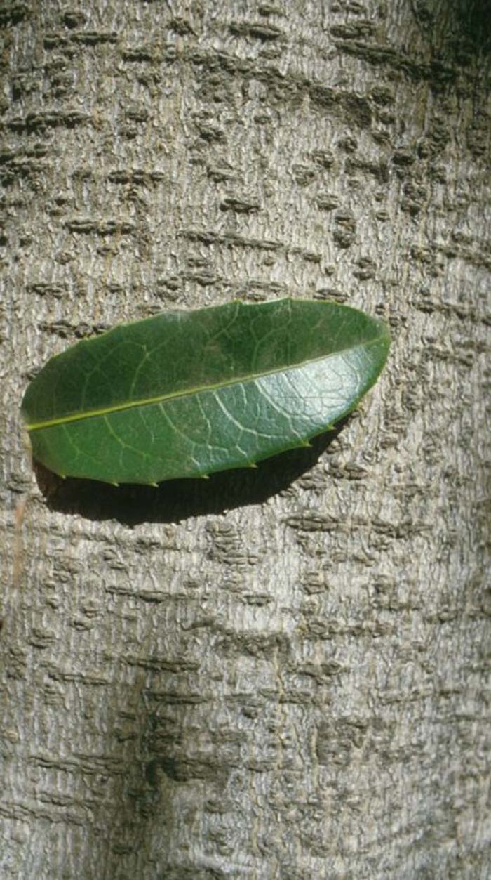 Plant photo of: Olmediella betschlerana